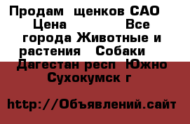 Продам ,щенков САО. › Цена ­ 30 000 - Все города Животные и растения » Собаки   . Дагестан респ.,Южно-Сухокумск г.